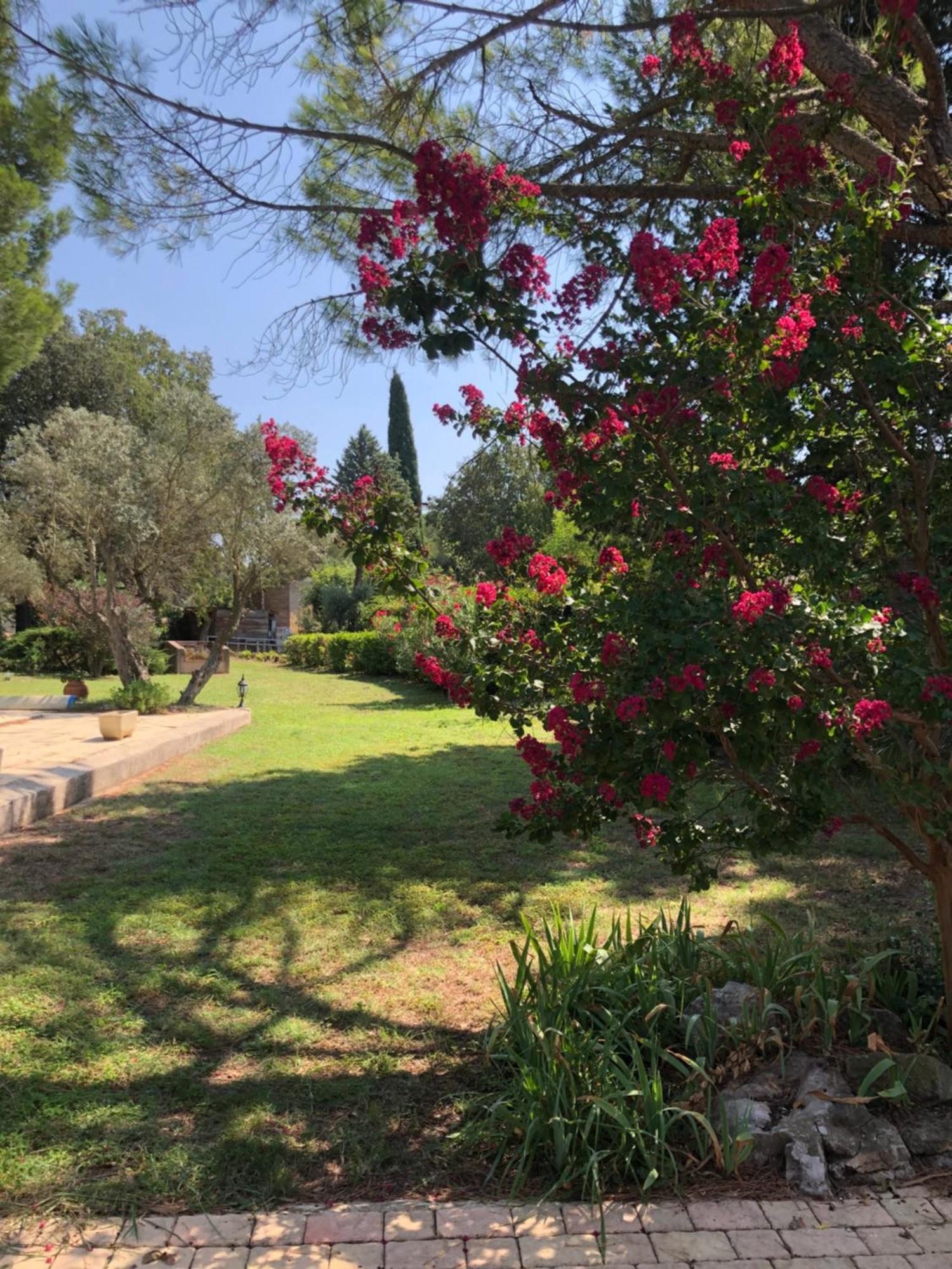 Gite En Provence Dans Grand Jardin Avec Piscine Partagee コルニヨン・コンフー エクステリア 写真